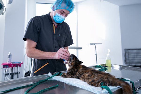 Vet Ouest Dentisterie